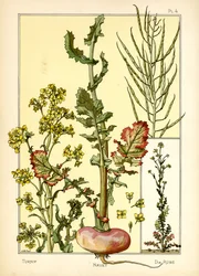 Die Rübe